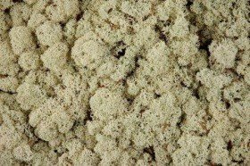 Chrobotek moss decorations 50g natural