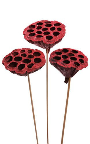 Lotus on stick dyed diameter 6-8 cm 6 pcs/pkg claret