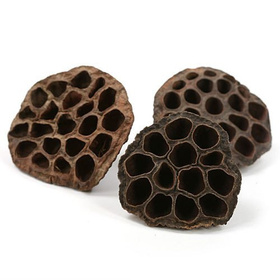 Lotos extra, 10-12 cm, 8 Stck