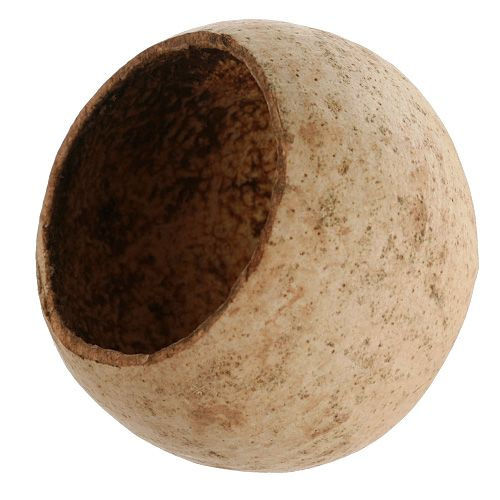 Natürliches Bell Cup, 10 Stücke, Durchmesser 5-8 cm