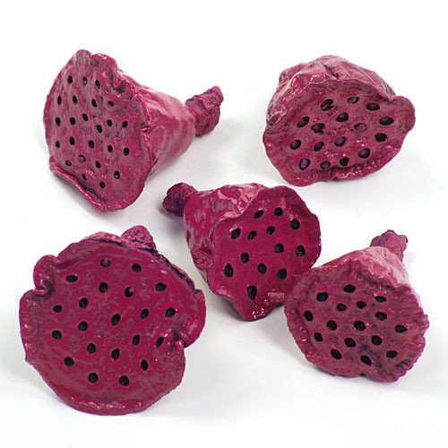 Lotos mini lackiert 12 Stck Fuchsie