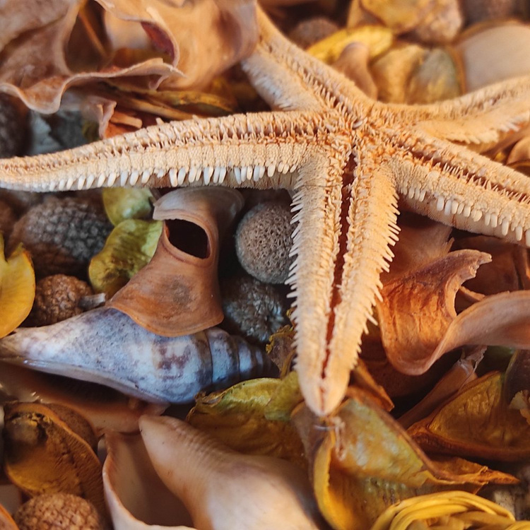 Natural Summer Potpourri 