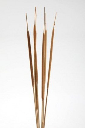 Bukiet pałki wodnej natura 15 szt/op