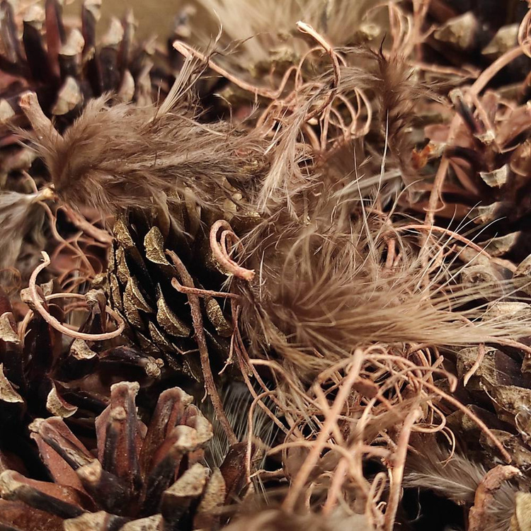 Natürliches Nest, reich ausgestattet, 10-12 cm 