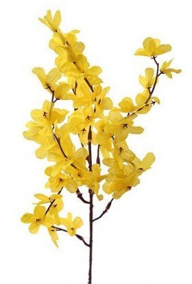 Forsythia 52 cm