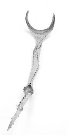 Aloe silbern ca. 40 cm