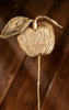 Paper apple on pick, 35 cm, gold