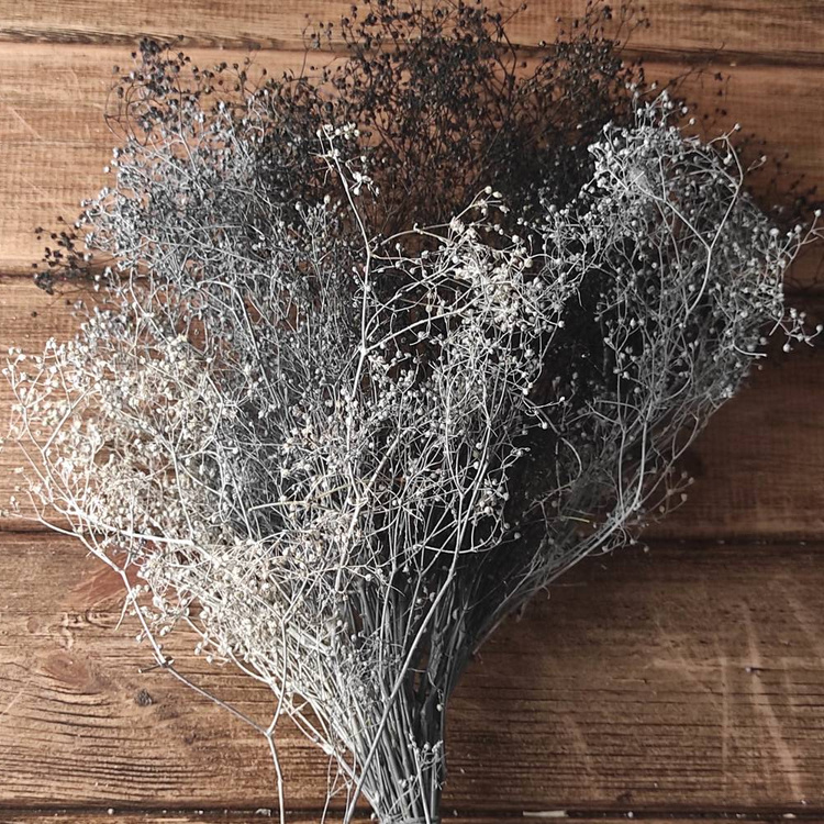 Gypsophila weißer Haufen