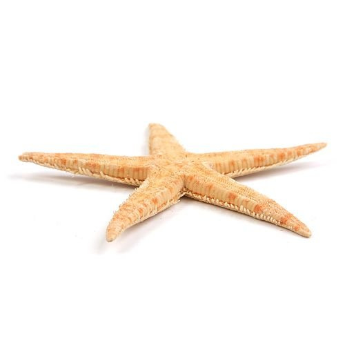 Seestern 8 cm, 6 Stck