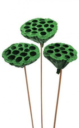 Lotus on stick dyed diameter 6-8 cm 6 pcs/pkg green