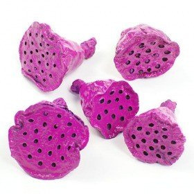 Lotus mini lacquered 12 pcs/pkg pink