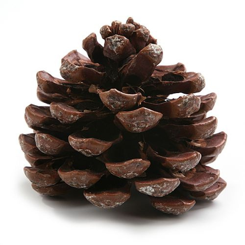 Pinus cone 6-8 cm