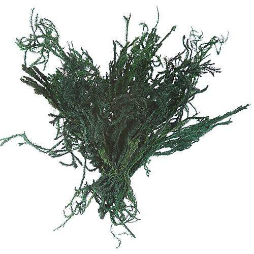 Moss Chrobotek decorations 50g green