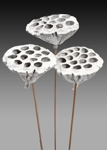 Lotus on stick dyed diameter 6-8 cm 6 pcs/pkg silver