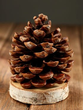 cone on a birch base