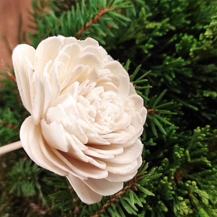Getrocknete Blumen auf dem Schirm weiß 6 Stück / Packung. - Weiss