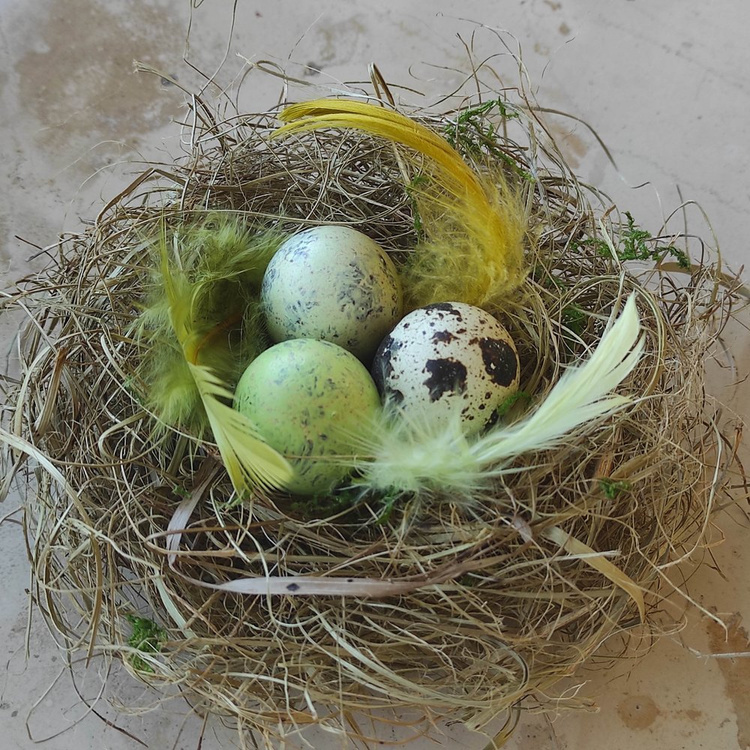 Natürliches weißes Nest 8-12 cm 