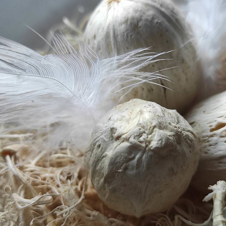 Natürliches weißes Nest 8-12 cm 