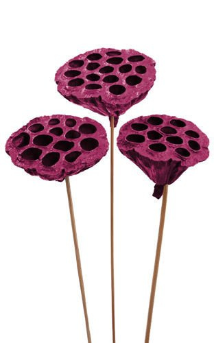 Lotos am Stäbchen gefärbt Durchmesser 6-8 cm 6 Stck Fuchsie