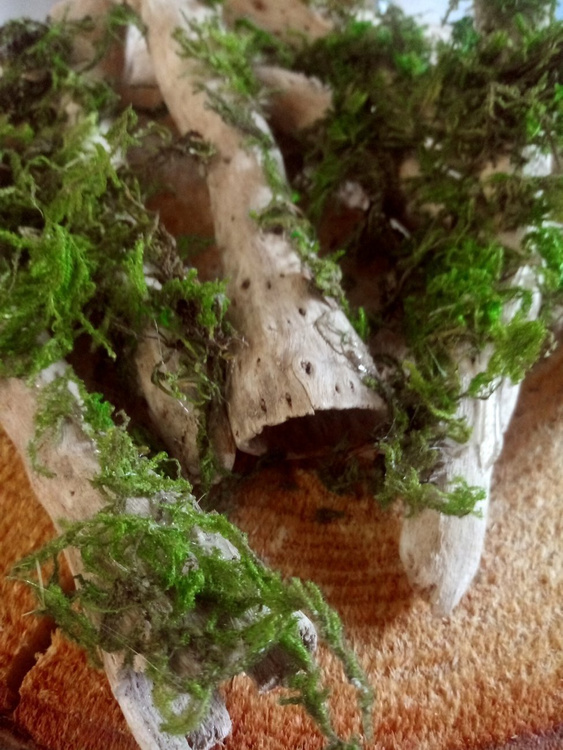 Mossy roots. 9-15 cm 9 pcs / pack