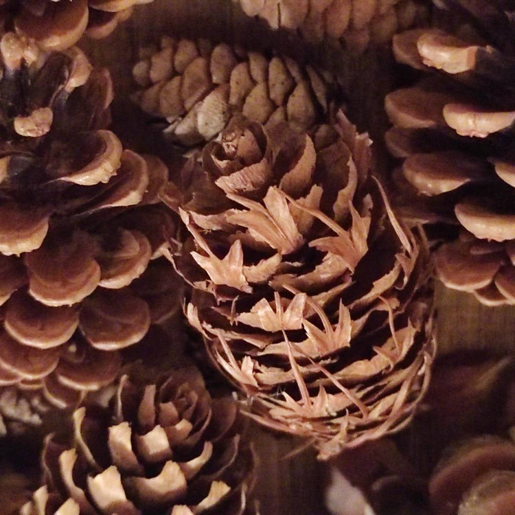 Set of dried cones: pine,pine,larch,douglas fir, beech 35-45 pcs.
