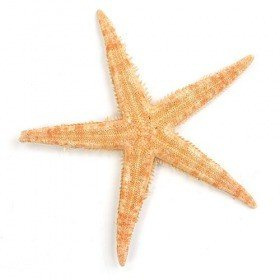 Starfish 8 cm, 6 pcs/pkg
