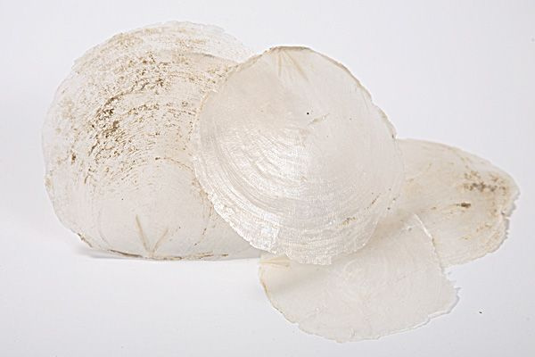 Muszle Capiz 7-11 cm 12 szt