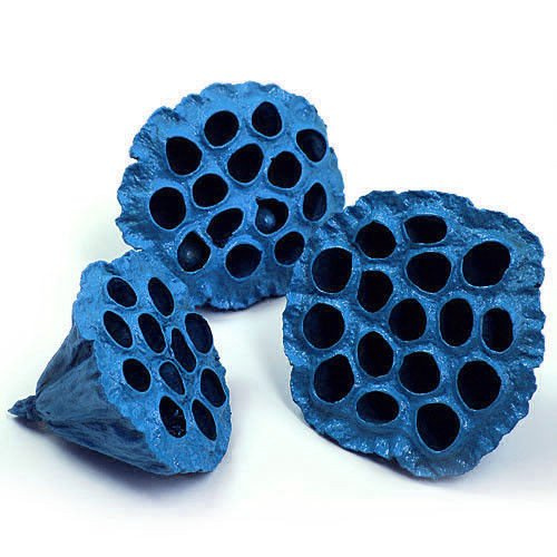Lotus dyed diameter 6-8 cm 6 pcs/pkg blue