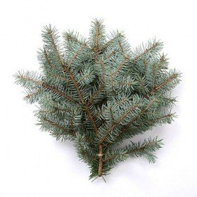 Natürlich-silberne Fichte, Bündel aus 3 Zweigen, ca. 30 cm