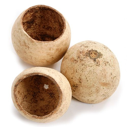 Natürliches Bell Cup, 10 Stücke, Durchmesser 5-8 cm