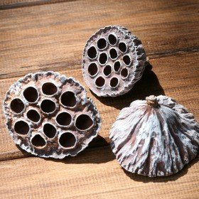 Lotos Przecierany na Biało – Naturalna Dekoracja do Stroików, Naczyń i Aranżacji Zimowych