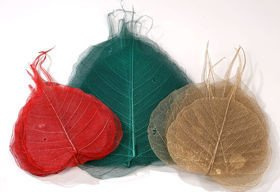 Skeleton leaves, 10-20 cm Christmas mix 30 pcs/pkg