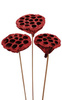 Lotos am Stäbchen gefärbt Durchmesser 6-8 cm 6 Stck weinrot