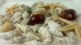 Shells and starfish 50 pcs / pack
