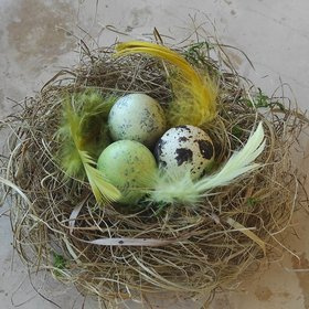 Natural whitened nest 8-12 cm