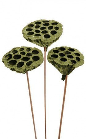 Lotos am Stäbchen gefärbt Durchmesser 6-8 cm 6 Stck olivgrün