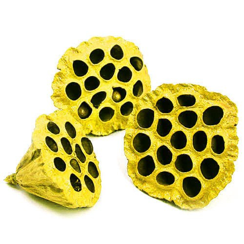 Lotus dyed diameter 6-8 cm 6 pcs/pkg yellow
