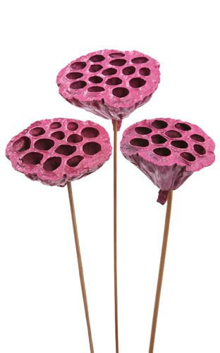 Lotos am Stäbchen gefärbt Durchmesser 6-8 cm 6 Stck Fuchsie