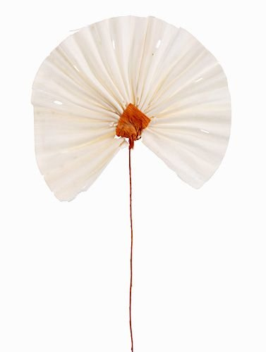 Zestaw wachlarzy dekoracyjnych Shola na drucikach – bukiet 5 szt. w pudełku – naturalna dekoracja GrandDeco