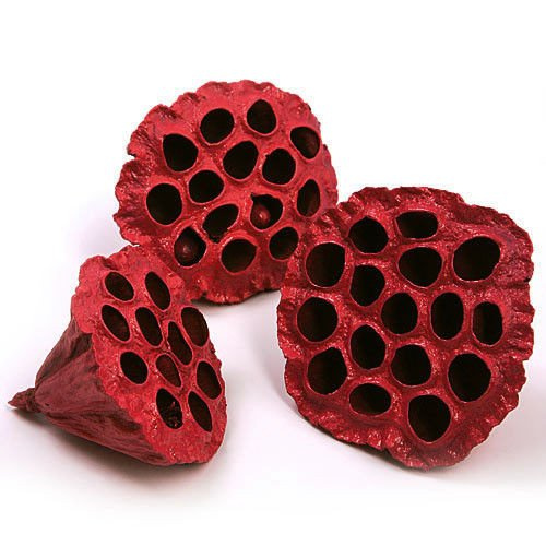 Lotus dyed diameter 6-8 cm 6 pcs/pkg red