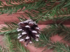 Zapfen, handbemalte Anhänger 6 / Pack