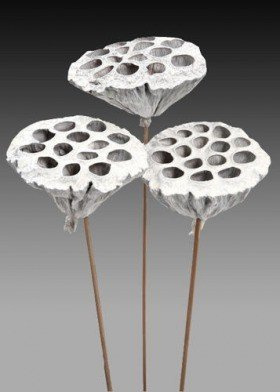 Lotus on stick dyed diameter 6-8 cm 6 pcs/pkg silver
