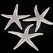 Seestern, Durchmesser 6-8 cm