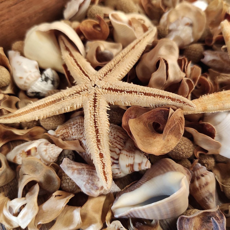 Potpourri Natura Summer 2 
