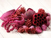 Dekoratives, rosa Set der trockenen Vegetation