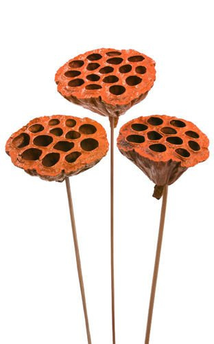 Lotos am Stäbchen gefärbt Durchmesser 6-8 cm 6 Stck orange