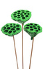 Lotus on stick dyed diameter 6-8 cm 6 pcs/pkg light green