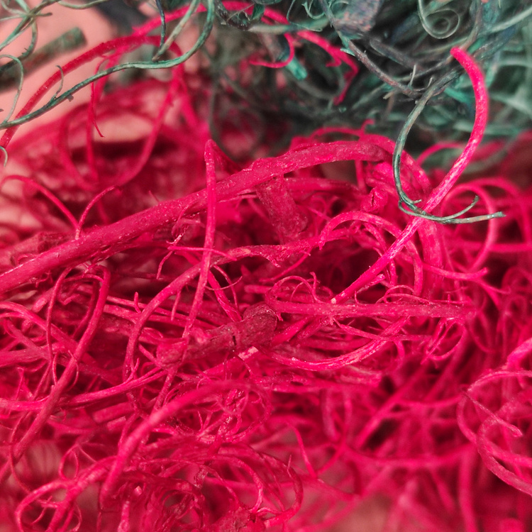 Suszone rośliny Mech kręcony,czerwono-zielony