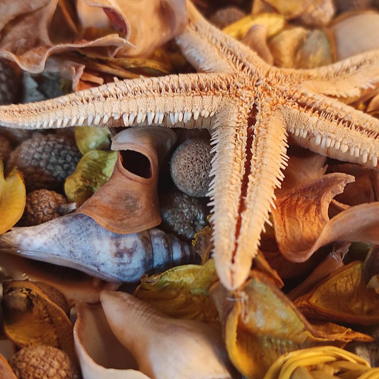 Natural Summer Potpourri 