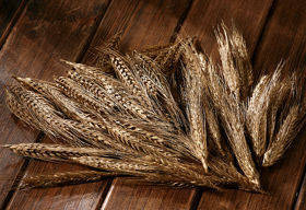 Gold ears ca. 10 cm 12 pcs/pkg